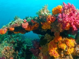 Найдена причина роста коралловых рифов на севере Тихого океана