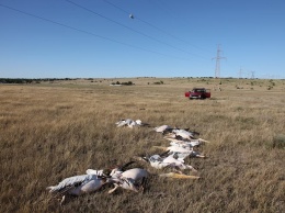 На Прогрессовской косе 12 пеликанов погибло в результате удара током от провода электросети