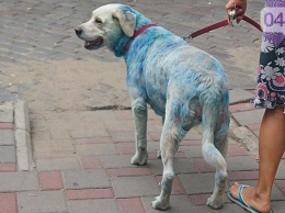 Курьезы нашего города: по центру города гуляла дама с синей собакой