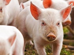 В Черниговской области обнаружили вирус африканской чумы свиней
