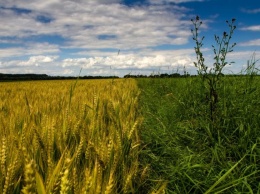 В Криворожском районе спасатели проверили состояние зерновых полей