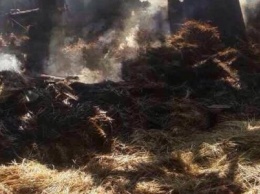 Ночью на Хортице горела конюшня, в администрации заповедника уверены, что это поджог, - ФОТО
