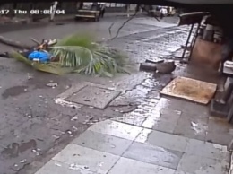 В Индии популярную телеведущую убило пальмой: шокирующее видео