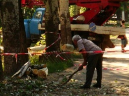 В центре Мариуполя спиливают живые деревья (ФОТО)