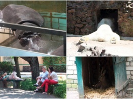 Лето в разгаре: как в николаевском зоопарке животные спасаются от жары?