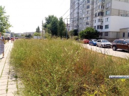 На улице Ворошилова в Керчи - некошеная трава и мусор