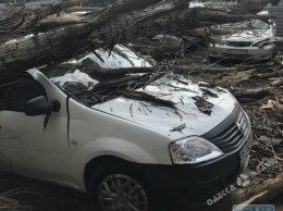 Деревопад на выходных в Одессе: повреждено четыре автомобиля (фото)