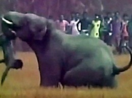 Слон убил туриста, который хотел его сфотографировать