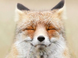 Фотограф рассказала, чему лисы могут научить людей