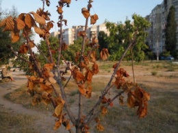 Николаевцы жалуются на то, что в сквере Боевой Славы деревья поливают раз в три недели