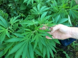 Житель Днепропетровщины прятал марихуану в помидорах