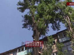 Дончане выступили против спила дерева, которое спасло их от осколков снарядов