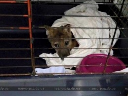 Волчонок, которого волонтеры нашли на Павлоградщине, поселился в Черкасском зоопарке (ВИДЕО)