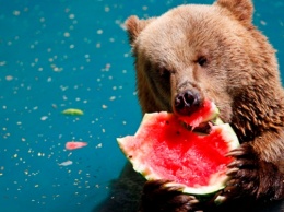 Охлажденные арбузы и мороженное в вафельных стаканчиках спасают медведей от жары