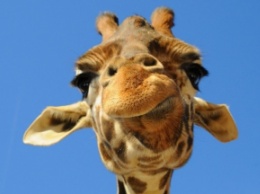В Бердянском зоопарке появился "двухголовый" жираф (фото)