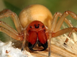 В Украине заметили пауков, укусы которых тяжело переносит человек