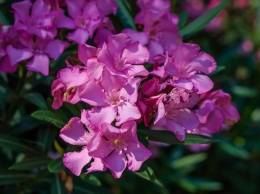 В Никитском саду цветут олеандры