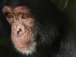 У шимпанзе впервые обнаружили проявления болезни Альцгеймера