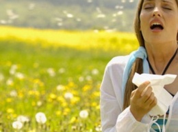 Аллергия на амброзию - что делать? Советы добропольских медиков