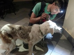 В Киеве неизвестные ослепляют собак