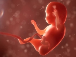 Ученые научились "редактировать" эмбрионы