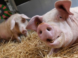 Власти Чехии закрыли свиноферму, находившуюся на территории бывшего концлагеря