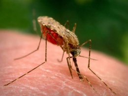 Жительнице Германии ампутировали обе ноги из-за укуса комара