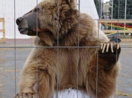 Медвежий рай "Домажир": журналисты выяснили, как живется спасенной медведице Кристине