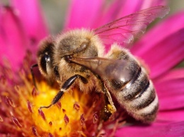 Пчелы умеют считать и понимают концепцию ноля