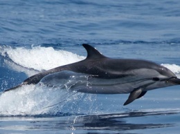 Дети из прифронтового Донбасса присоединились к спасению дельфинов на Кинбурнской косе