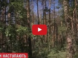 У украинских лесов появилась новая серьезная угроза (видео)