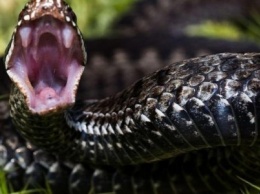 20 жителей Днепропетровской области укусили змеи