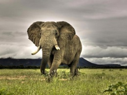 Индия: по просьбе властей знаменитый охотник ликвидировал дикого слона-убийцу