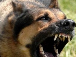 В Рубежном бродячие собаки напали на горожанина
