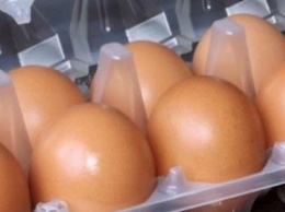 37 тыс. яиц в день производит «Шахтерская птицефабрика» в «ДНР»