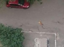 В Николаеве пес выпал из окна 9 этажа: в Центре защиты животных считают, что его выбросили (ФОТО)