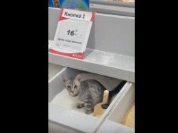Очевидцы сняли на видео, как в столичном супермаркете кошка писает в лоток с сахаром (видео, фото)
