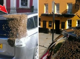20 000 пчел 2 дня атаковали ее машину. Причина оказалась в багажнике