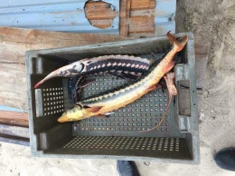 Браконьеры ловили краснокнижную рыбу в Одесской области