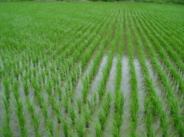 На Херсонщине были отравлены рисовые поля