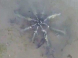 На американском пляже найден странный предмет с металлическими щупальцами (ВИДЕО)