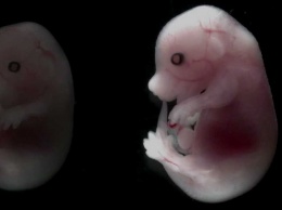 Эмбрионы самок уличили в активном уничтожении тканей самцов