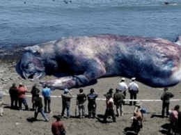 На пляже Юты нашли чудовище невиданных размеров