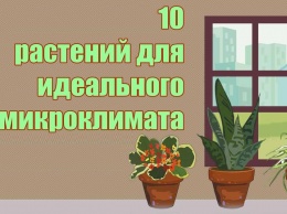 10 растений, которых хватит, чтобы воздух в квартире был идеальным
