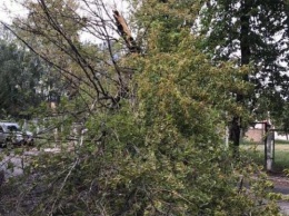 Смертельная опасность: в Киеве дерево едва не убило девушку (фото)
