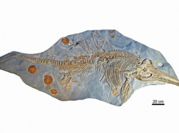 Обнаружен скелет ихтиозавра с зародышем внутри