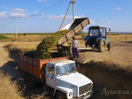 В Одесской области виноградари протестуют против картельного сговора винзаводов: губернатор обещает помочь