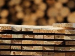В Японии планируют использовать древесину для производства автомашин