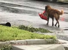 Когда начался ураган, этот пес собрал свою еду и эвакуировался. Сам!