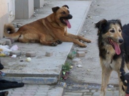 В Киеве свора бездомных собак терроризирует жильцов